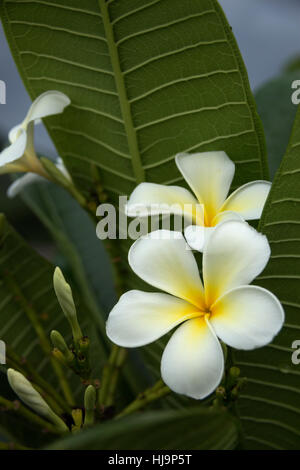 Bunch of white frangipani plumeria flower ( ) avec centre jaune sur le tissu de fond vert close up selective focus Banque D'Images