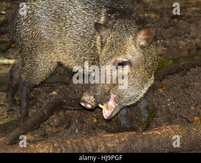 Le peccary à col dans la forêt tropicale, Belize, Amérique centrale Banque D'Images