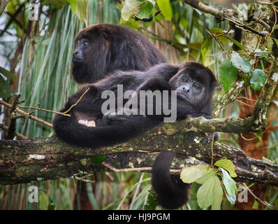 Les singes hurleurs noirs du Guatemala (Alouatta pigra), Belize Banque D'Images