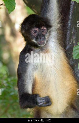 Singe-araignée suspendu à son bras close up, Belize, Amérique Centrale Banque D'Images