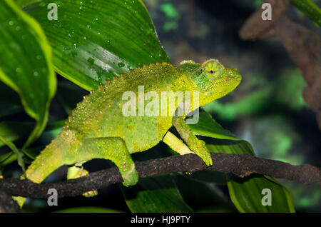 Jackson's horned chameleon, ou trois Kikuyu-horned chameleon (Trioceros jacksonii, ) Banque D'Images