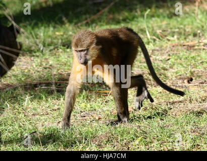 Or l'Afrique centrale ventre cercocèbe couronné (Cercocebus chrysogaster), originaire des forêts tropicales du Congo Banque D'Images