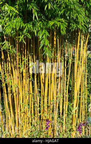 Le bambou plante poussant dans les jardins commémoratifs, Crawley, West Sussex, Angleterre, Royaume-Uni Banque D'Images