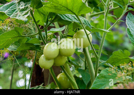 Tomates cerises vertes sur la branche. Tomates cerises croissant dans le jardin. Profondeur de champ. Se concentrer sur les tomates. Banque D'Images