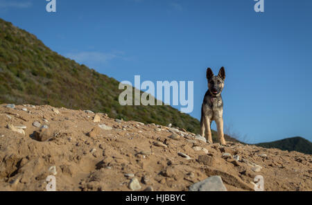 Chiot berger allemand au sommet d'une dune de sable. Banque D'Images