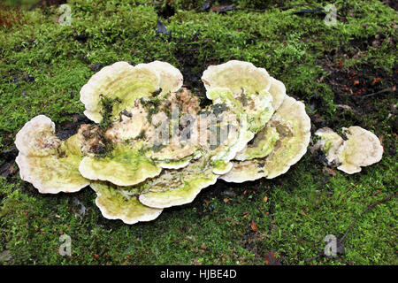 Support grumeleux Trametes gibbosa prises dans Eastham Country Park, Wirral, Merseyside, Royaume-Uni Banque D'Images