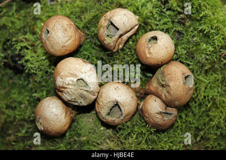 Lycoperdon pyriforme Vesse-moignon mature prise à Eastham Country Park, Wirral, UK Banque D'Images