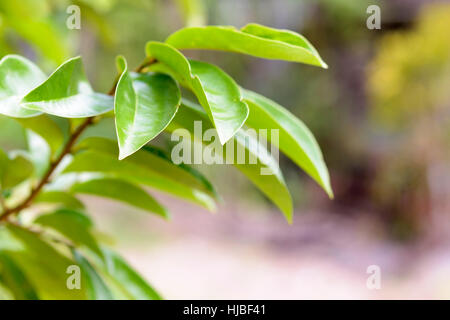 Feuilles de corossol Corossol ou tree.herbe pour la santé et l'detoxcification et etc. Banque D'Images