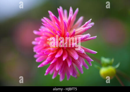 Dahlia rose fleur en pleine floraison libre Banque D'Images