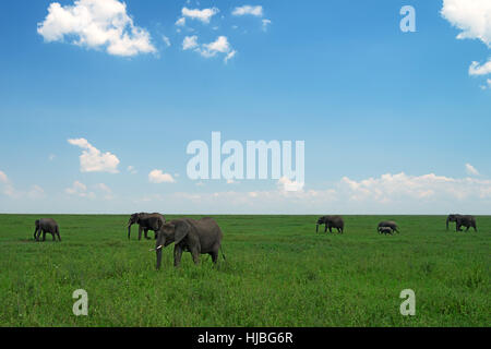 Groupe d'éléphants africains dans les savanes Banque D'Images