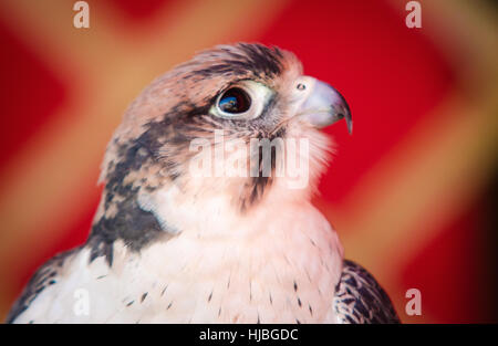 Portrait de la crécerelle (Falco sparverius) Banque D'Images