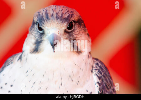 Portrait de la crécerelle (Falco sparverius) Banque D'Images