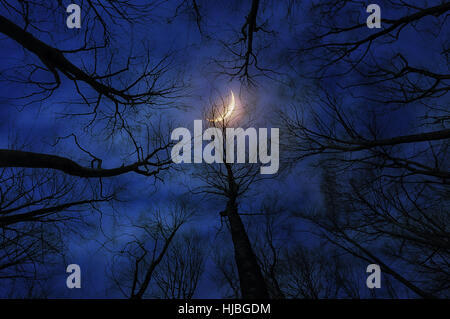 Forêt d'horreur avec lune de nuit Banque D'Images