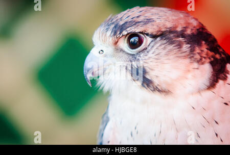 Portrait de la crécerelle (Falco sparverius) Banque D'Images