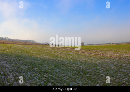 Les jeunes cultures de blé couvert de gel dans un paysage pittoresque english channel avec arbres et haies sous un ciel nuageux bleu en hiver Banque D'Images