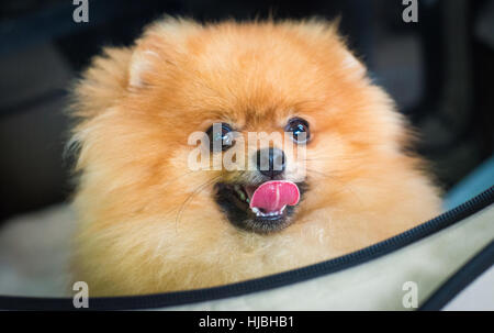 Face closeup chien Pomeranian. Smiling brown chien Pomeranian. Brown chien Pomeranian. Banque D'Images