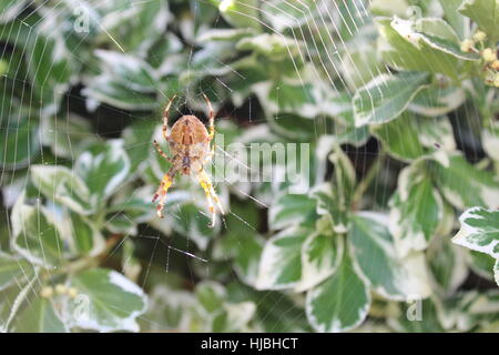 Jardin araignée on web Banque D'Images