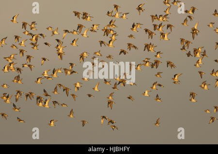 Troupeau de Euroopean pluvier doré (Pluvialis apricaria) en plumage d'hiver, en fuite. Le Norfolk. Novembre. Banque D'Images