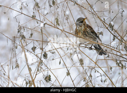 F) Fieldfare (Turdus dans paysage de neige. Le Cambridgeshire. Janvier. Banque D'Images