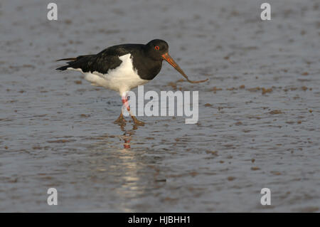 Eurasian oystercatcher (Haematopus ostralegus) se nourrissant de ragworm, sur des vasières tidales. Norfolk, Angleterre. Avril. Banque D'Images