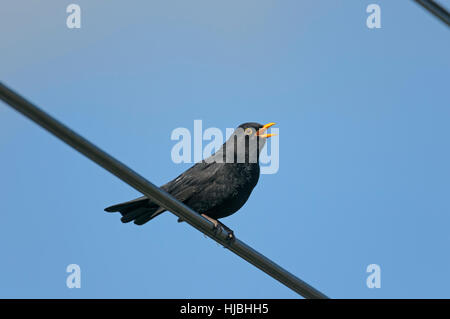 Blackbird (Turdus merula) chant des mâles adultes de se percher sur des câbles aériens. Cambridgeshire, Angleterre. Avril. Banque D'Images