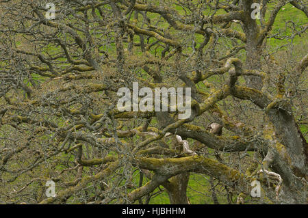 Chêne sessile (Quercus petraea) au printemps. Gilfach réserve naturelle, Radnorshire, au Pays de Galles. Mai. Banque D'Images