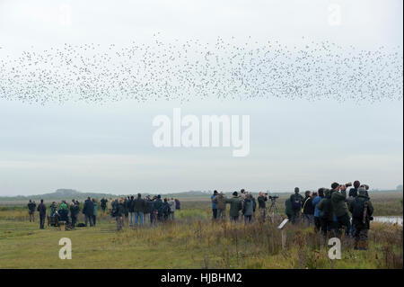 Foule d'observateurs d'oiseaux et les photographes à regarder du Bécasseau maubèche (Calidris canutus), aller à high tide roost à King's Lynn. Banque D'Images