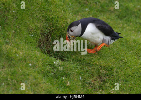 Macareux moine (Fratercula arctica) été prendre adultes matériel de nidification à burrow sur falaise. Hermaness National Nature Reserve, Shetland. Juin Banque D'Images