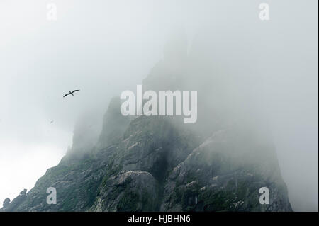 Le Fou de Bassan (Morus bassanus) en vol autour de l'île de Boreray dans l'archipel de Saint Kilda, dans la brume. L'Écosse. Banque D'Images