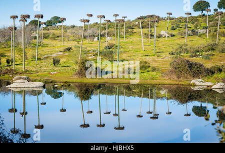 Cigogne en los Barruecos nids, Cáceres, Extremadura, Espagne Banque D'Images