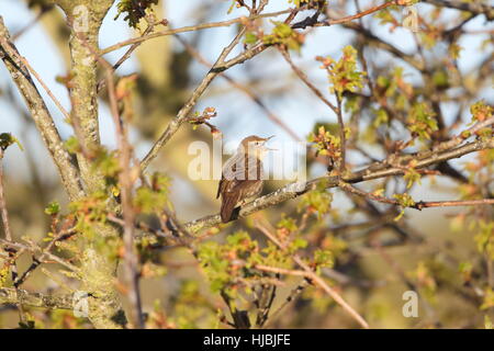 Locustella naevia Grasshopper Warbler (mâle) - chant (choc) d'un arbre, en pleine vue Banque D'Images