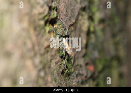 Horse-chestnut Leaf-miner (Cameraria ohridella), un petit micro-orange et papillon ravageur, assis sur le tronc d'horse-chestnut tree Banque D'Images