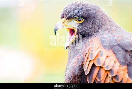 Les oiseaux de proie. Close-up d'un golden eagle Banque D'Images