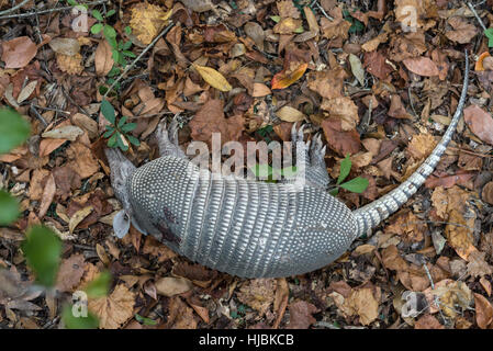 Armadillo tué dans le Nord de la Floride centrale. Banque D'Images