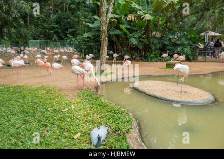 Foz do Iguaçu, Brésil - juillet 9, 2016 : flamants roses avec leurs couples dans le Bird's park zoo Banque D'Images