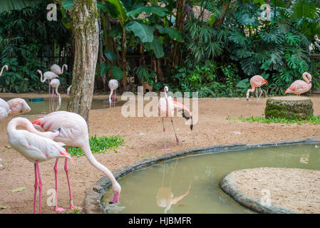 Foz do Iguaçu, Brésil - juillet 9, 2016 : flamants roses avec leurs couples dans le Bird's park zoo Banque D'Images