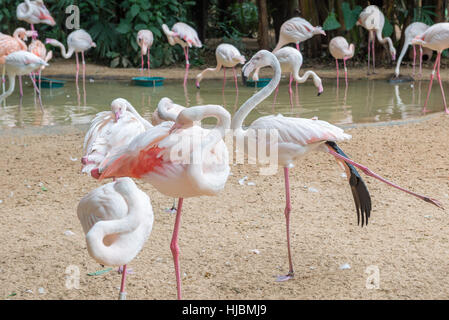 Foz do Iguaçu, Brésil - juillet 9, 2016 : flamants roses avec leurs couples dans le Bird's park zoo Banque D'Images