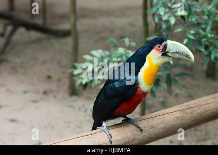 Foz do Iguazu, Brésil - juillet 9, 2016 : Vert-facturés (Red-breasted) toucan. Focus sélectif. Toucan exotique brésilien un oiseau dans la nature à l'ugi Banque D'Images