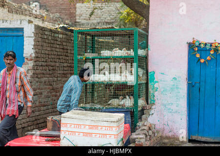 Des études de l'homme indien une collection de poulets dans des cages blanc Banque D'Images