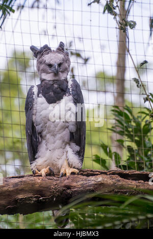 Foz do Iguaçu, Brésil - juillet 9, 2016 : l'aigle majestueux oiseau harpie au Brésil avec green nature bokeh comme arrière-plan. Banque D'Images