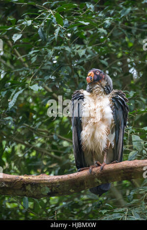 Foz do Iguaçu, Brésil - juillet 9, 2016 : trouver le roi d'Amérique du Sud avec de grands oiseaux Vautour bec orange au Brésil Banque D'Images