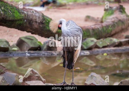 Foz do Iguazu, Brésil - juillet 9, 2016 : la grue couronnée grise posant d'oiseaux au Brésil, l'exotisme des animaux d'afrique Banque D'Images