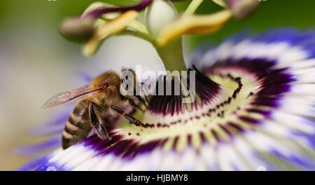 Abeille à miel la collecte du pollen d'une fleur de la Passion Passiflora edulis, Shepperton, Surrey, Royaume-Uni Banque D'Images