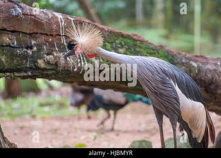 Foz do Iguazu, Brésil - juillet 9, 2016 : la grue couronnée grise posant d'oiseaux au Brésil, l'exotisme des animaux d'afrique Banque D'Images