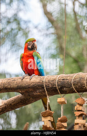 Foz do Iguaçu, Brésil - juillet 9, 2016 : l'ara perroquets colorés oiseau sur une branche d'arbre au Brésil Banque D'Images