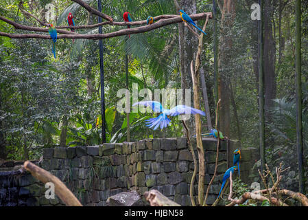 Foz do Iguaçu, Brésil - juillet 9, 2016 : Blue macaw perroquets oiseau sur une branche d'arbre au Brésil Banque D'Images