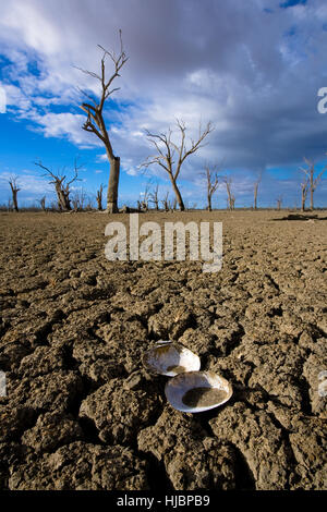 Close up de l'eau douce zébrée sur le lit de ce que l'utilisation d'être un lac. Sèche en raison d'un certain nombre d'années de sécheresse grave. Sud-est de l'Australie. Banque D'Images