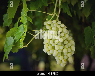 Raisin Sultana biologiques de la vigne Banque D'Images