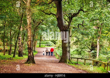 Balades en famille dans la forêt de Sherwood, Lancashire, England, UK Banque D'Images