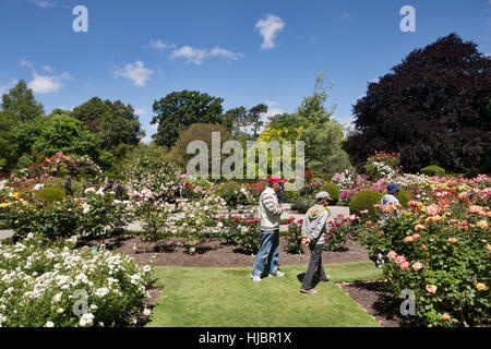 Les visiteurs dans la roseraie, jardins botaniques de Christchurch, Christchurch, Nouvelle-Zélande Banque D'Images